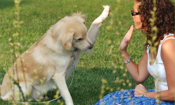  Adestramento de cães