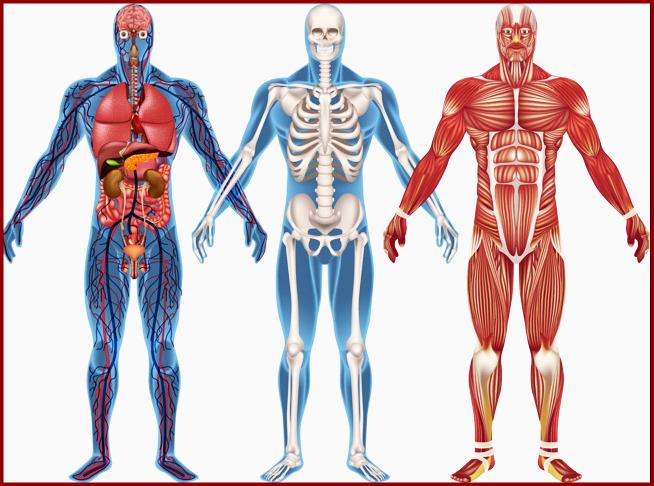 Anatomia Funcional